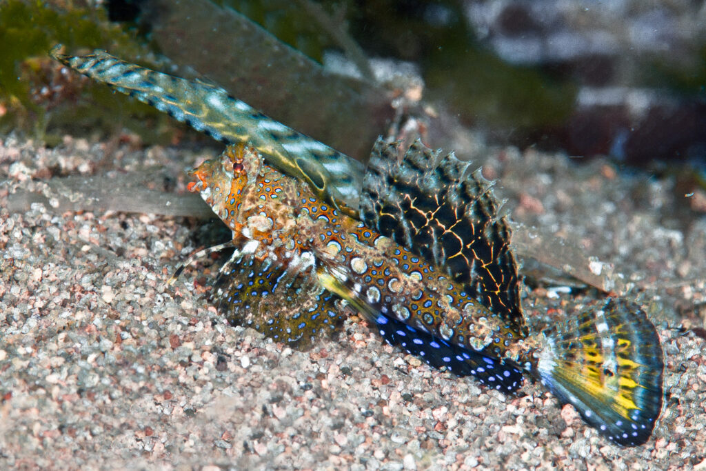 Dactylopus kuiteri (Dactylopus kuiteri) |commons:File:Dactylopus kuiteri (Orange and Black Dragonet) - Dumaguete, Philippines-Edit.jpg
