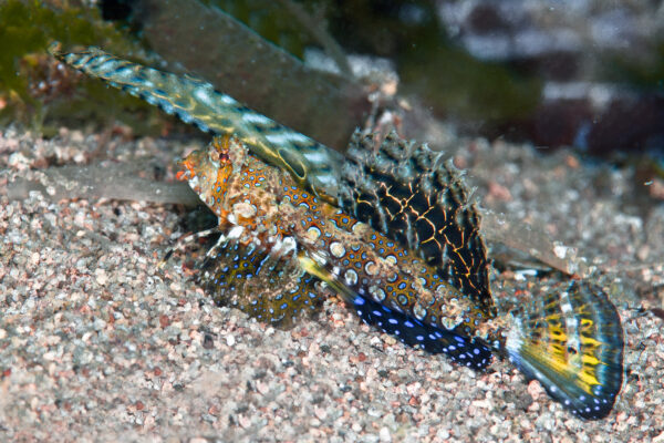 Dactylopus kuiteri (Dactylopus kuiteri) |commons:File:Dactylopus kuiteri (Orange and Black Dragonet) - Dumaguete, Philippines-Edit.jpg