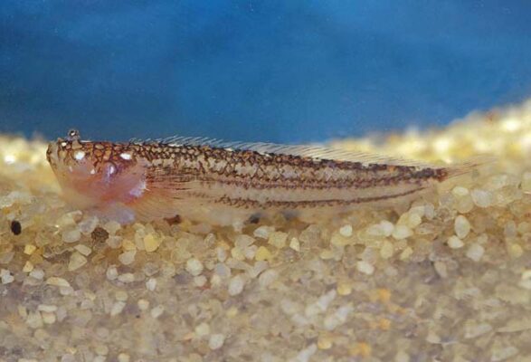 Dactyloscopus byersorum (Dactyloscopus byersorum) |commons:File:Dactyloscopus byersi.jpg