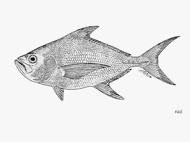 Dagger Pomfret (Taractes rubescens) |commons:File:Taractes rubescens.jpg