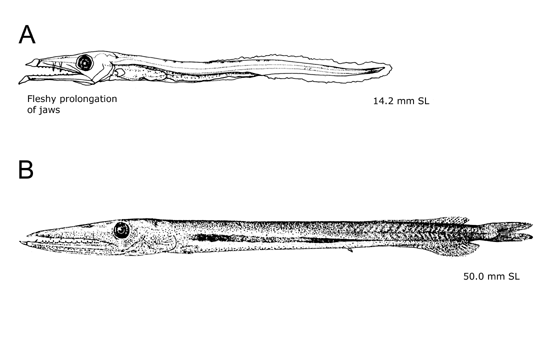Daggertooth (Anotopterus pharao) |commons:File:Anotopterus!pharaoPage.gif