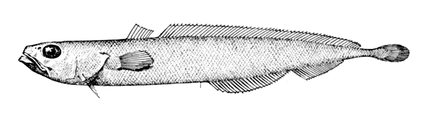 Dainty Mora (Halargyreus johnsonii) |commons:File:Halargyreus johnsonii.jpg