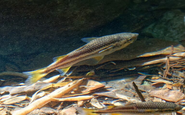 Dajaus monticola (Dajaus monticola) |commons:File:Dajaus monticola Martinique.jpg