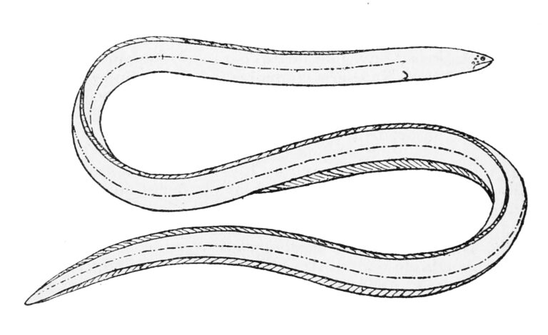 Dalophis cephalopeltis (Dalophis cephalopeltis) |commons:File:Dalophis cephalopeltis.jpg