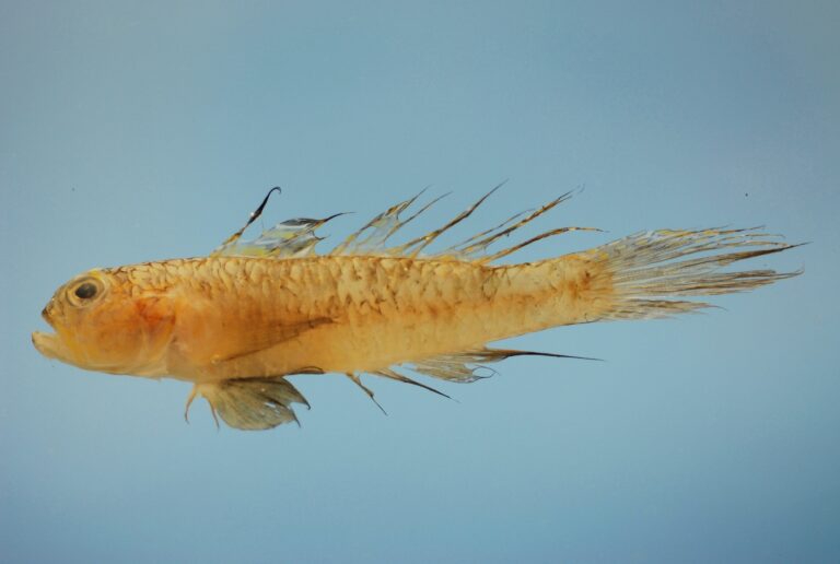 Darter Goby (Ctenogobius boleosoma) |commons:File:Ctenogobius boleosoma.jpg
