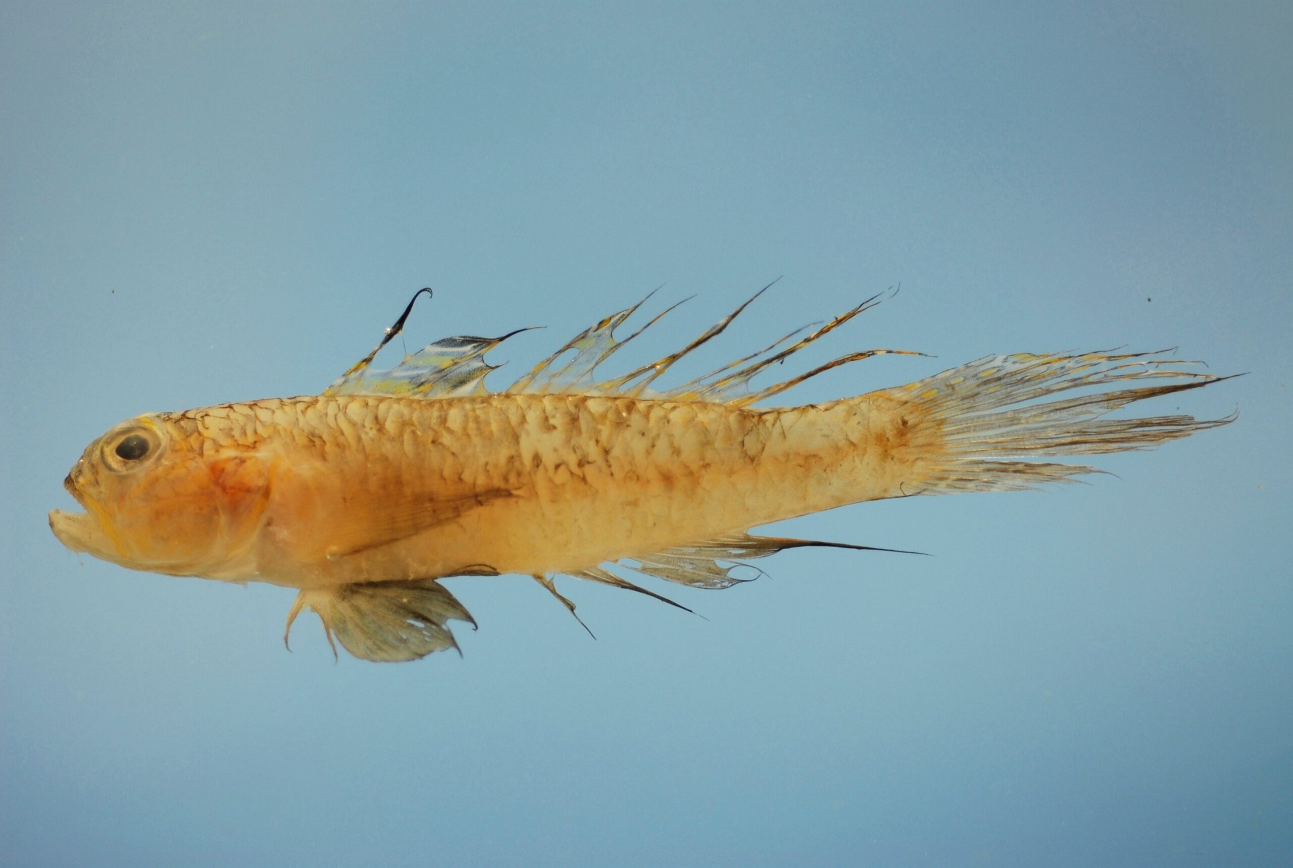 Darter Goby (Ctenogobius boleosoma) |commons:File:Ctenogobius boleosoma.jpg