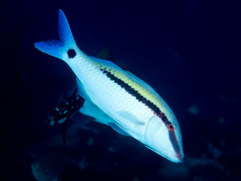 Dash-and-dot Goatfish (Parupeneus barberinus) |commons:File:Dash-and-dot goatfish (Parupeneus barberinus) (35883318444).jpg
