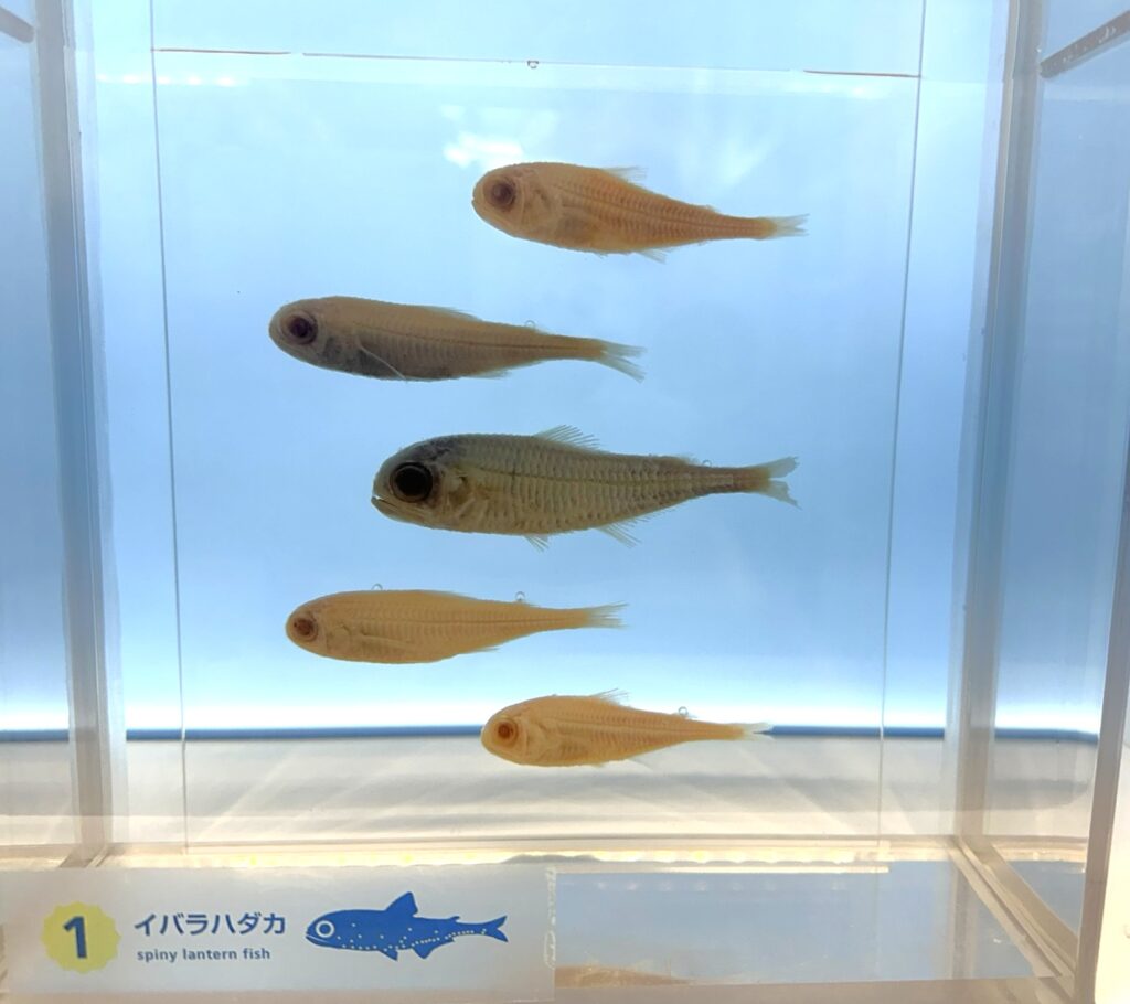 Dasyscopelus spinosus (Dasyscopelus spinosus) |commons:File:Dasyscopelus spinosus 0.jpg