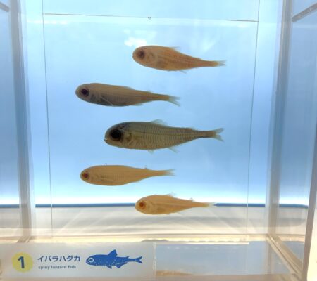 Dasyscopelus spinosus (Dasyscopelus spinosus) |commons:File:Dasyscopelus spinosus 0.jpg