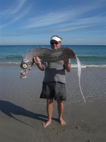 Dealfish (Trachipterus arcticus) |commons:File:Trachipterus arcticus.jpg
