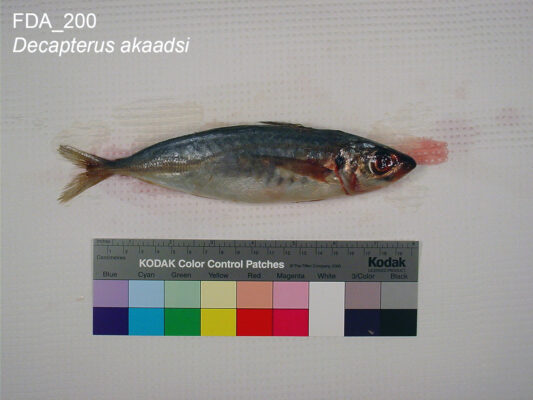 Decapterus akaadsi (Decapterus akaadsi) |commons:File:Decapterus akaadsi (FDA 200).jpg