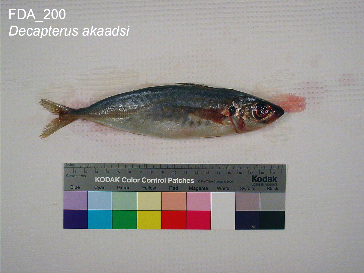 Decapterus akaadsi (Decapterus akaadsi) |commons:File:Decapterus akaadsi (FDA 200).jpg