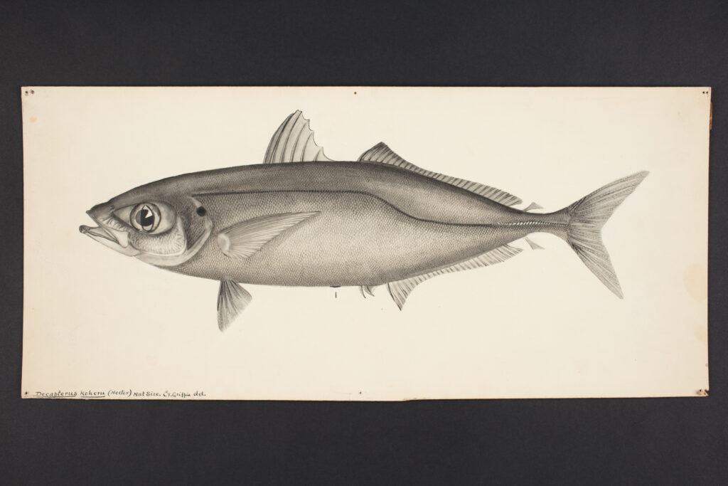 Decapterus koheru (Decapterus koheru) |commons:File:Decapterus koheru (Hector). (48752218308).jpg