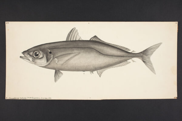 Decapterus koheru (Decapterus koheru) |commons:File:Decapterus koheru (Hector). (48752218308).jpg