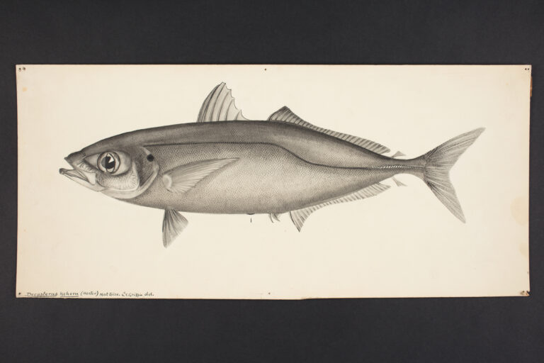 Decapterus koheru (Decapterus koheru) |commons:File:Decapterus koheru (Hector). (48752218308).jpg
