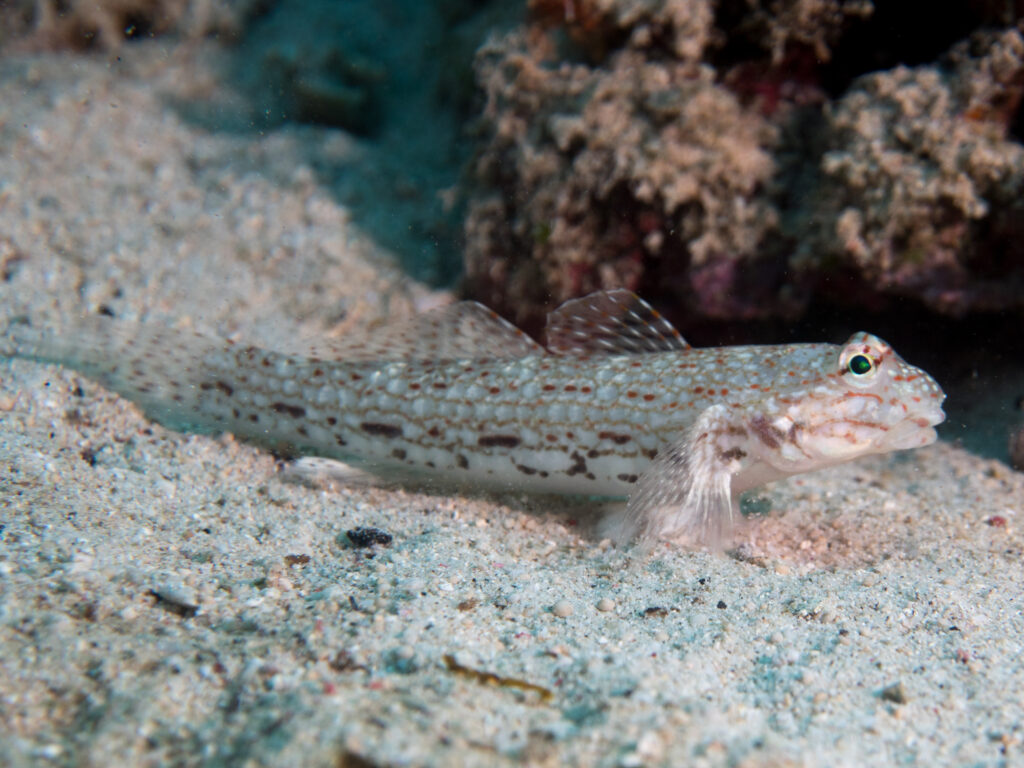 Decorated Goby (Istigobius decoratus) |commons:File:Decorated sandgoby (Istigobius decoratus) (48852984616).jpg