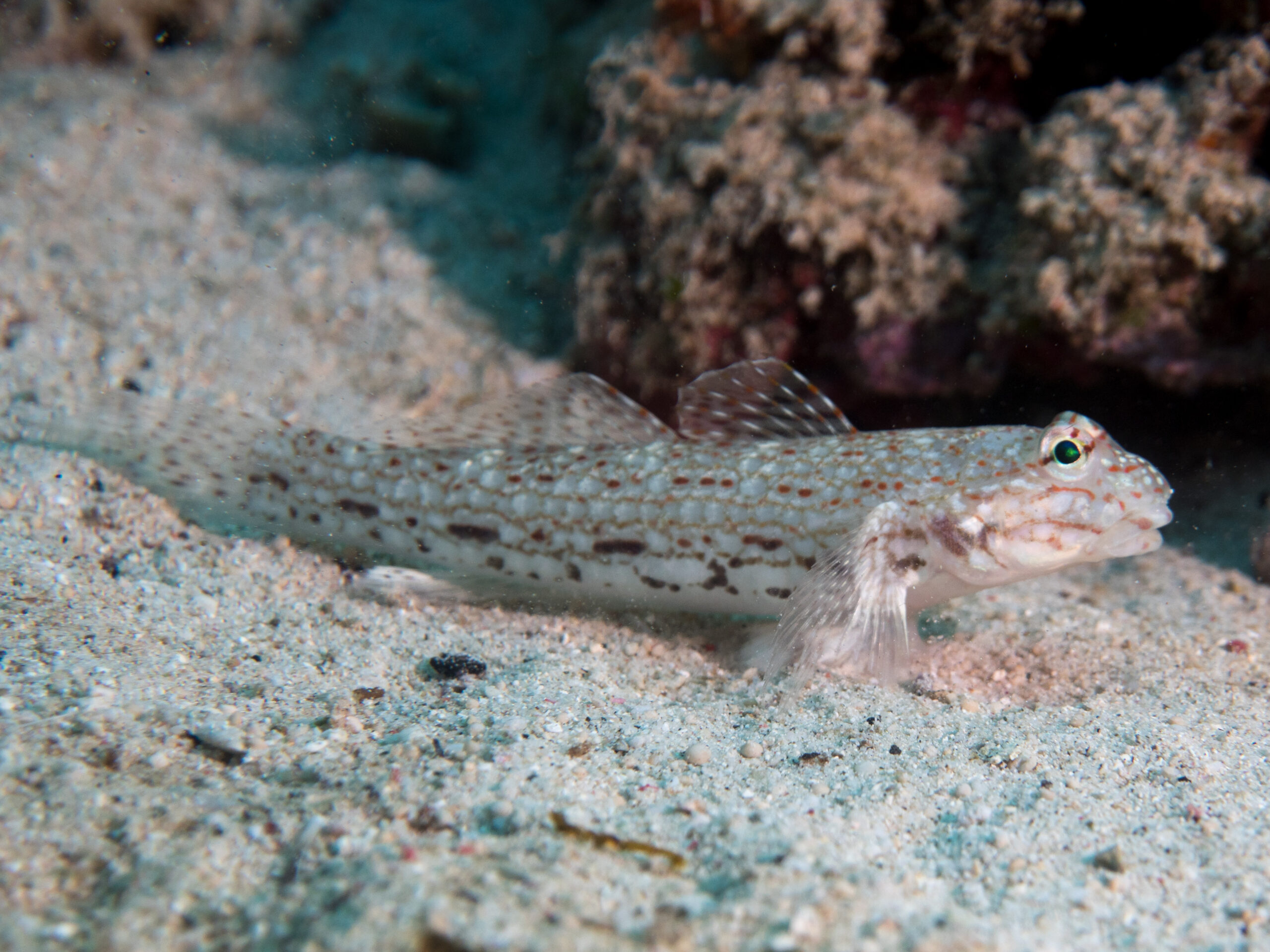 Decorated Goby (Istigobius decoratus) |commons:File:Decorated sandgoby (Istigobius decoratus) (48852984616).jpg