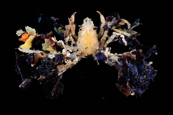 Decorator Crab Camposcia retusa
