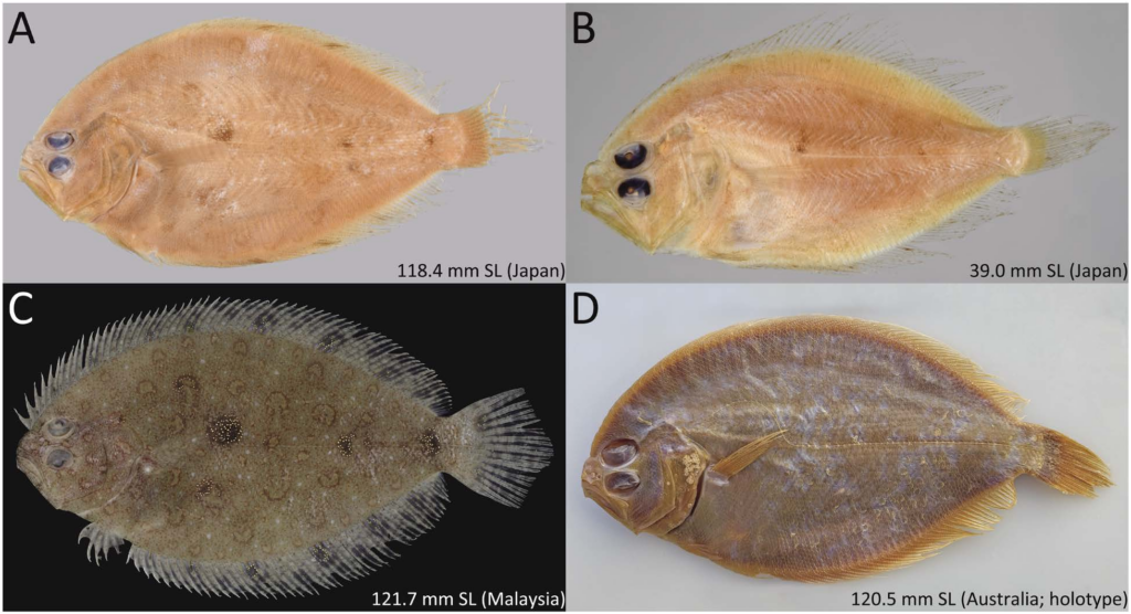 Deep Flounder (Pseudorhombus elevatus) |commons:File:Pseudorhombus elevatus (10.12782-specdiv.29.9) Figure 1.png