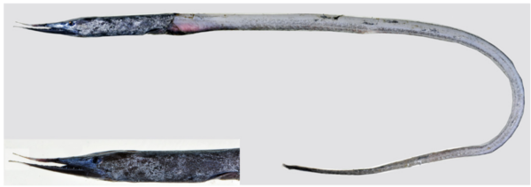 Deep-sea eel (Serrivomer sector) |commons:File:Serrivomer sector.png