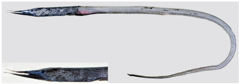 Deep-sea eel (Serrivomer sector) |commons:File:Serrivomer sector.png