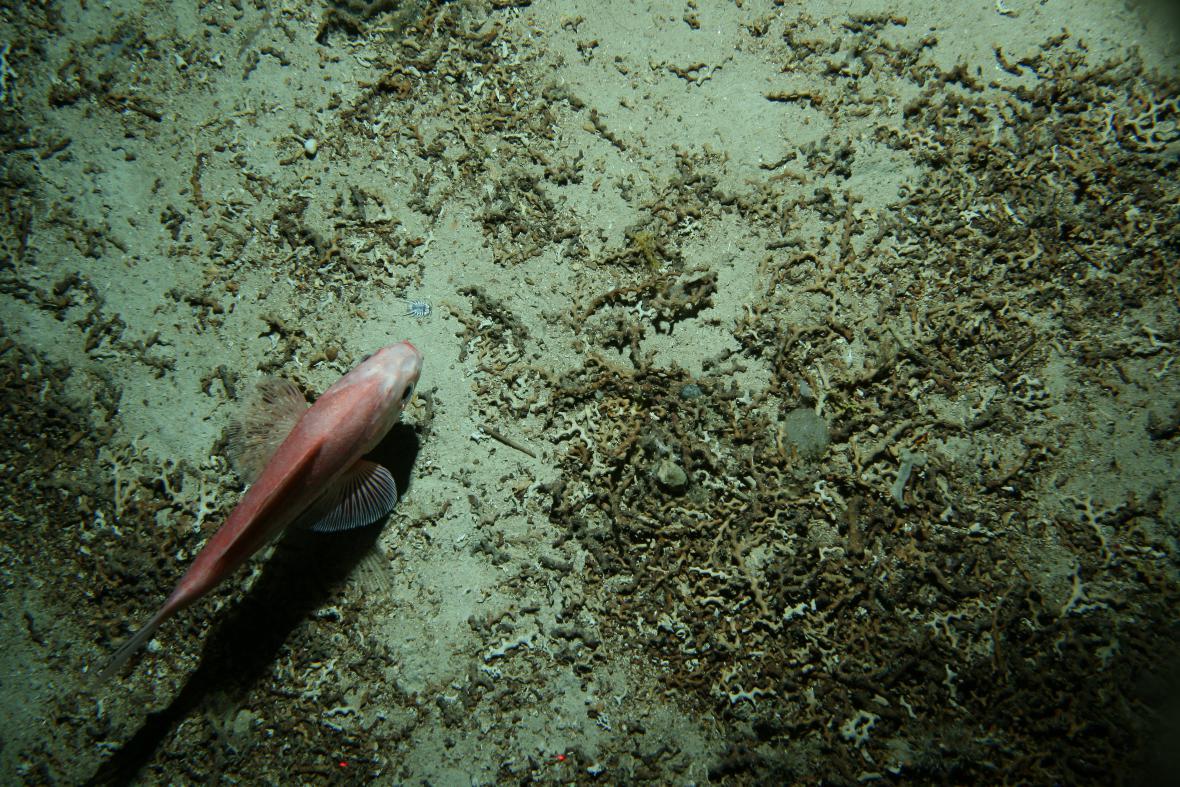 Deep Sea Perch (Hoplostethus atlanticus) |commons:File:Brucerolis brandtae and Hoplostethus atlanticus.jpg