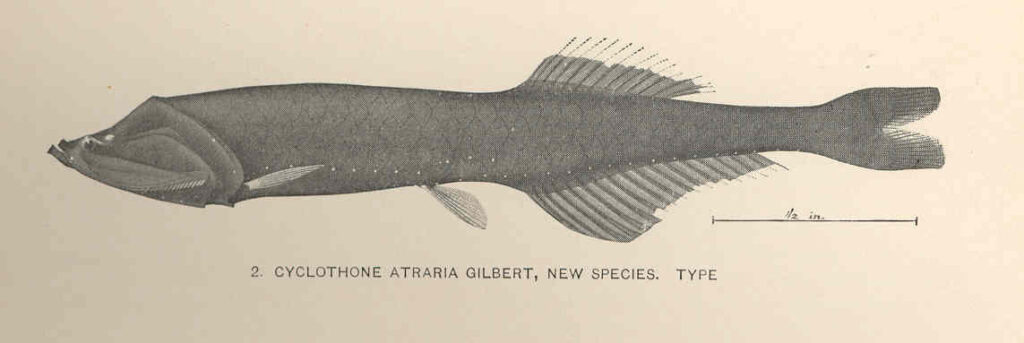 Deep-water Bristlemouth (Cyclothone atraria) |commons:File:FMIB 42686 Cyclothone atraria Gilbert, new species Type.jpeg