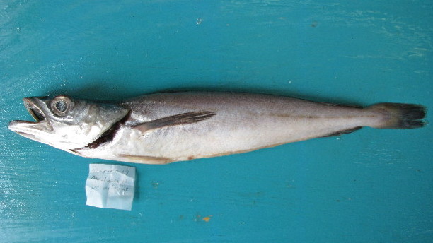 Deep-water Cape Hake (Merluccius paradoxus) |commons:File:Merluccius paradoxus.jpg