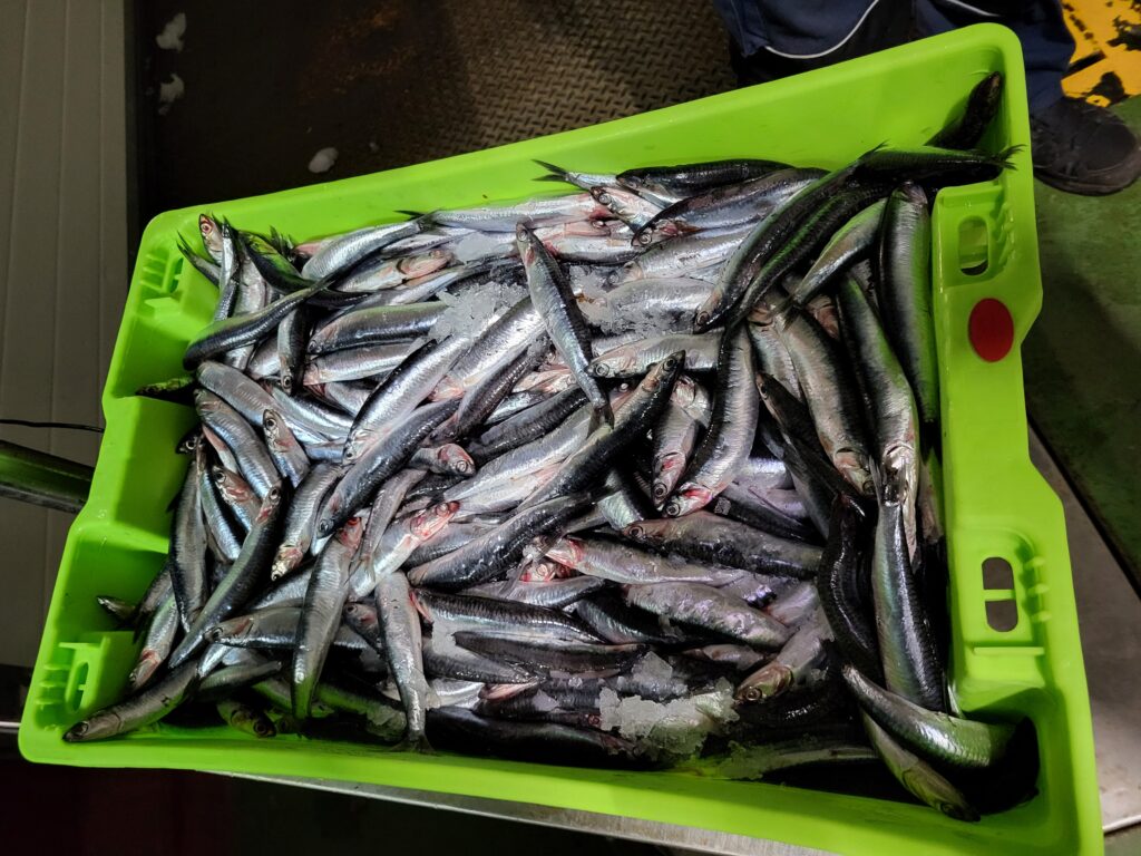 Deepbody Anchovy (Anchoa compressa) |commons:File:Compra anchoa Conservas 5Ñ de Santoña.jpg