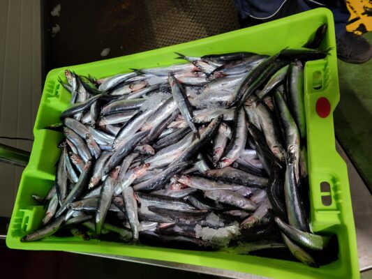 Deepbody Anchovy (Anchoa compressa) |commons:File:Compra anchoa Conservas 5Ñ de Santoña.jpg