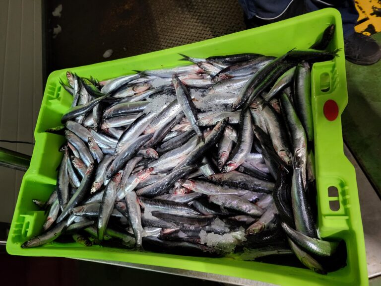 Deepbody Anchovy (Anchoa compressa) |commons:File:Compra anchoa Conservas 5Ñ de Santoña.jpg