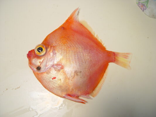 Deepbody Boarfish (Antigonia capros) |commons:File:Adult boarfish (Antigonia capros).jpg