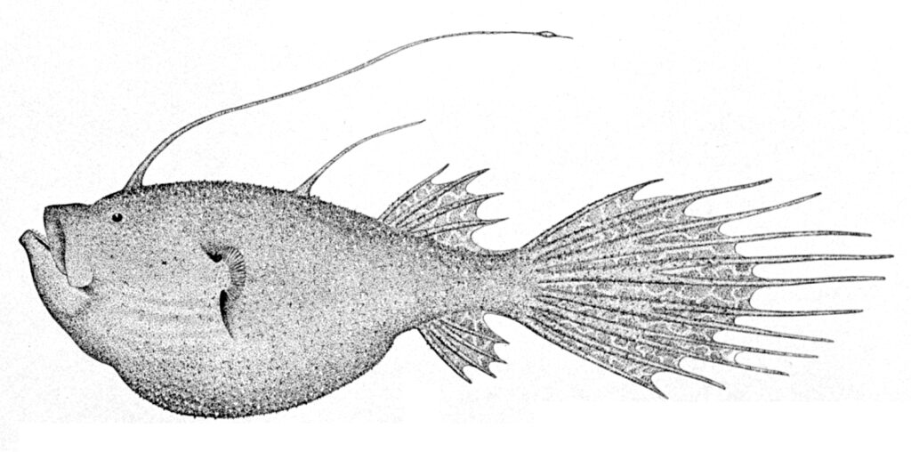 Deepsea Angler (Ceratias holboelli) |commons:File:Ceratias holboelli.jpg