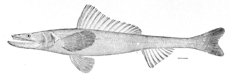 Deepsea Lizardfish (Bathysaurus ferox) |commons:File:Bathysaurus ferox.jpg