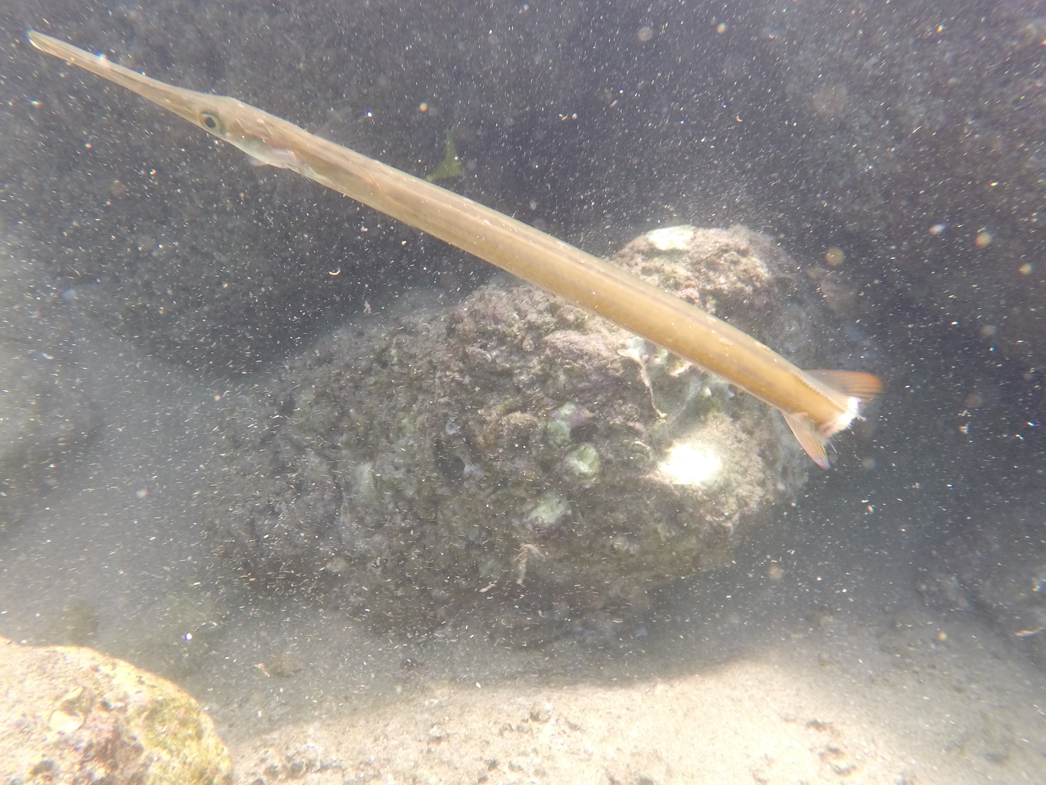 Deepwater Cornetfish (Fistularia corneta) |commons:File:Fistularia corneta 108105722.jpg