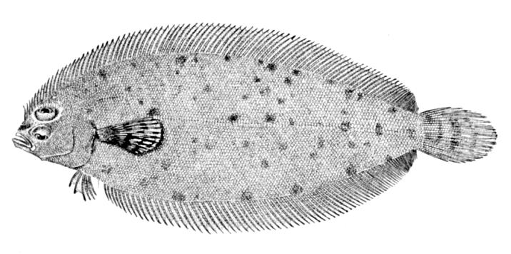 Deepwater Flounder (Monolene sessilicauda) |commons:File:Monolene sessilicauda.jpg
