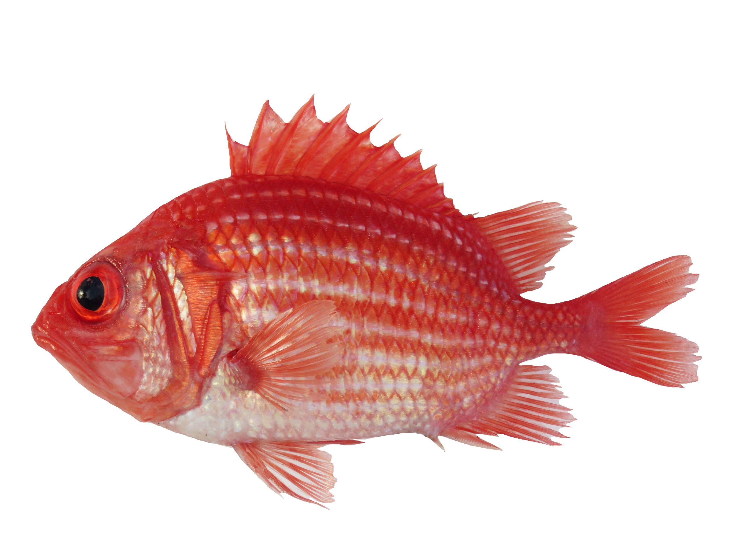 Deepwater Soldier (Ostichthys kaianus) |commons:File:Soldat japonais rayé (Ostichthys kaianus) (Ifremer 00761-87350).jpg