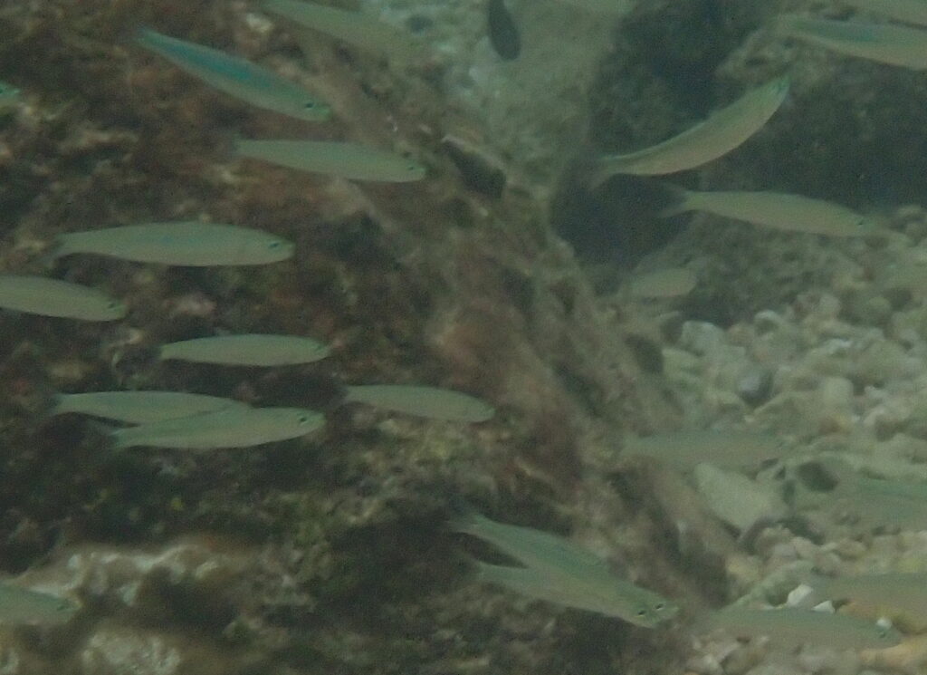 Delicate Round Herring (Spratelloides delicatulus) |commons:File:Spratelloides delicatulus.jpg