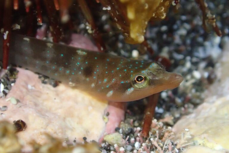 Dellichthys morelandi (Dellichthys morelandi) |commons:File:Dellichthys morelandi.jpg