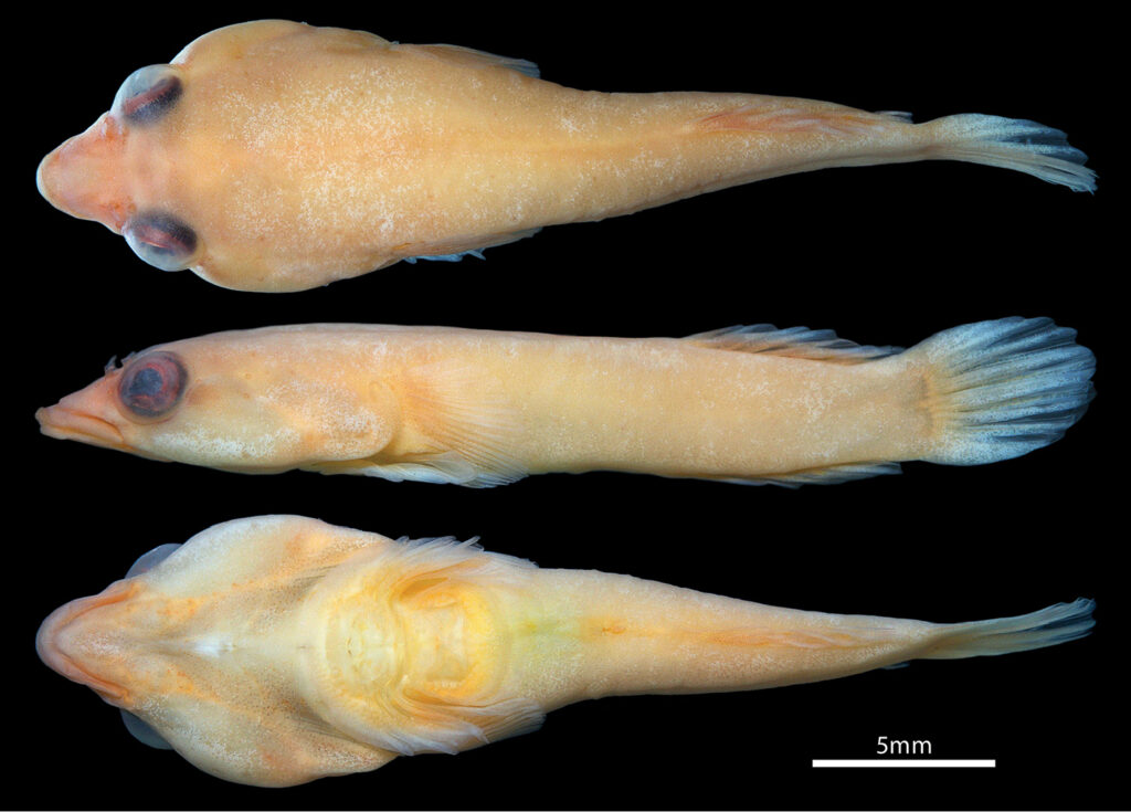 Dellichthys trnskii (Dellichthys trnskii) |commons:File:Dellichthys trnskii (10.3897-zookeys.740.22712) Figure 1.jpg
