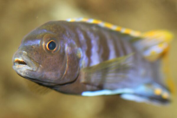 Demasoni Cichlid (Pseudotropheus demasoni) |commons:File:Hal - Pseudotropheus demasoni - 1.jpg