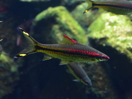 Denison Barb (Sahyadria denisonii) |commons:File:Cyprinidae Sahyadria denisonii 1.2.jpg
