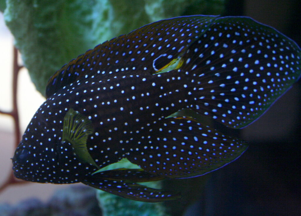 Deniz Beta Balığı Calloplesiops altivelis