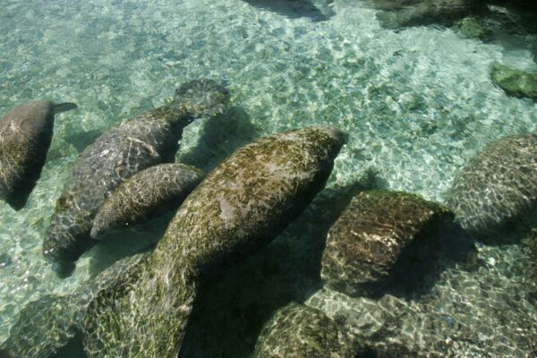 Deniz İneği Trichechus manatus