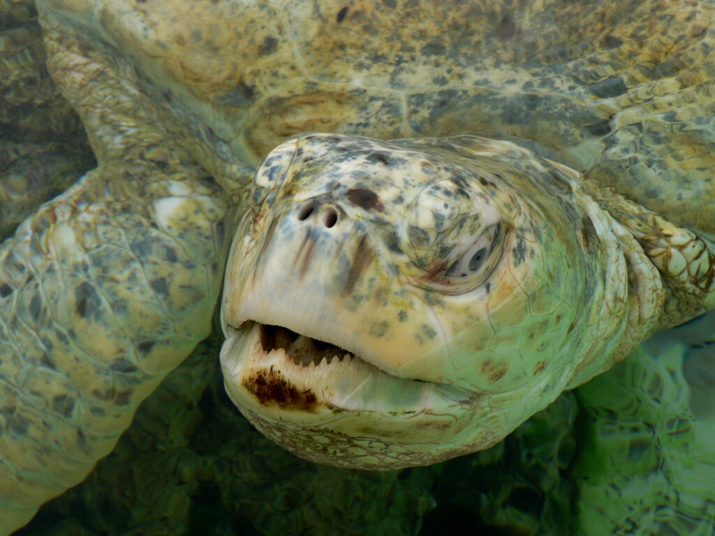 Deniz Kaplumbağası Chelonia mydas