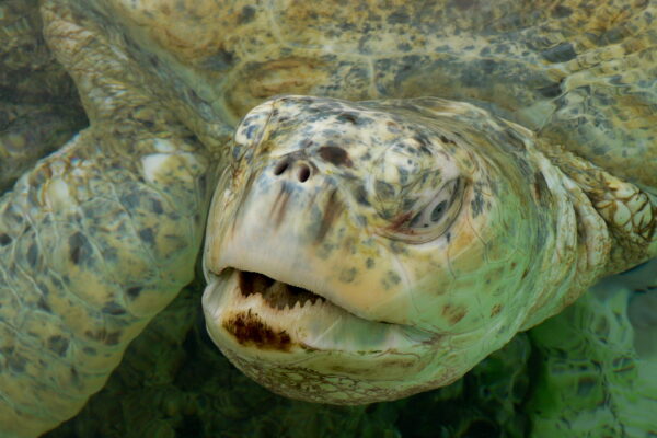 Deniz Kaplumbağası Chelonia mydas