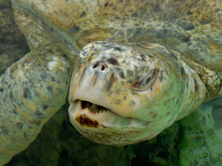 Deniz Kaplumbağası Chelonia mydas