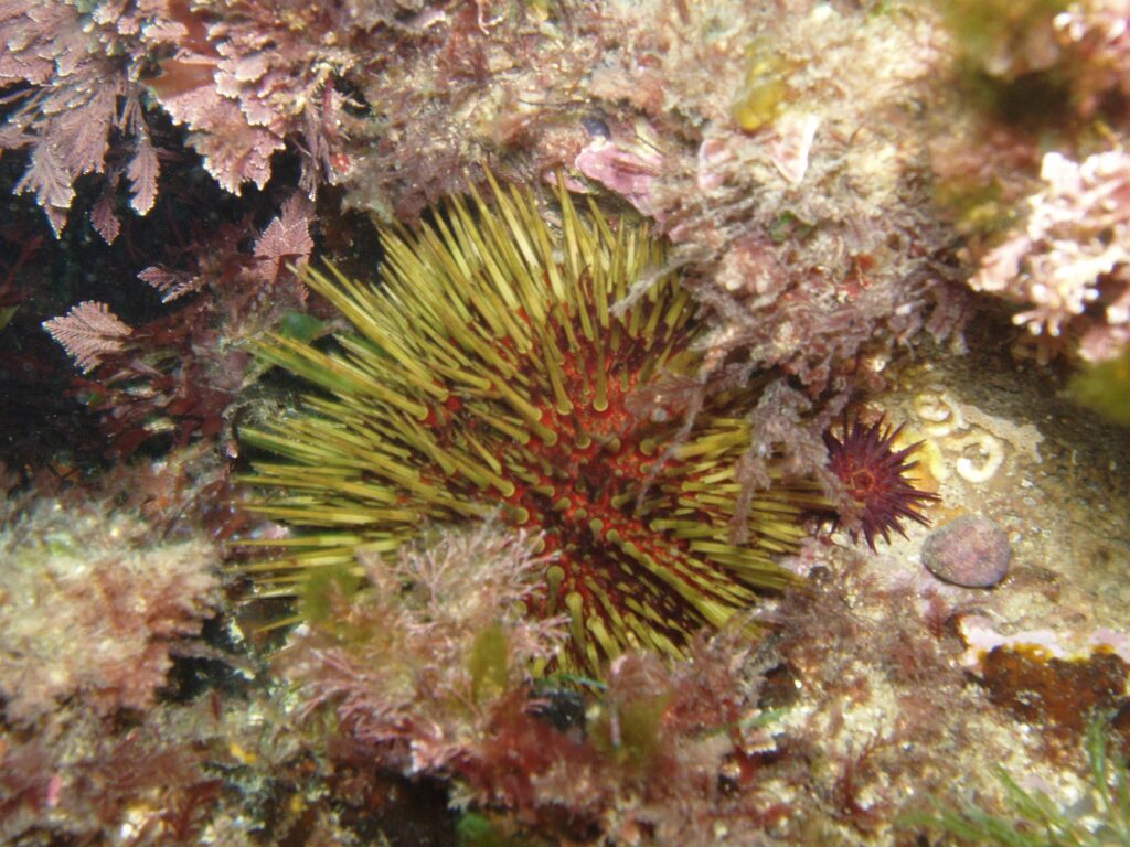 Deniz Kestanesi Paracentrotus lividus