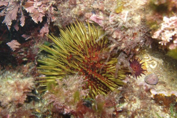 Deniz Kestanesi Paracentrotus lividus