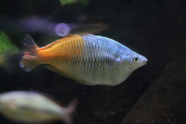 Deniz Mavi Gökkuşağı (Melanotaenia boesemani) |commons:File:Melanotaenia boesemani - IMG 0448.jpg